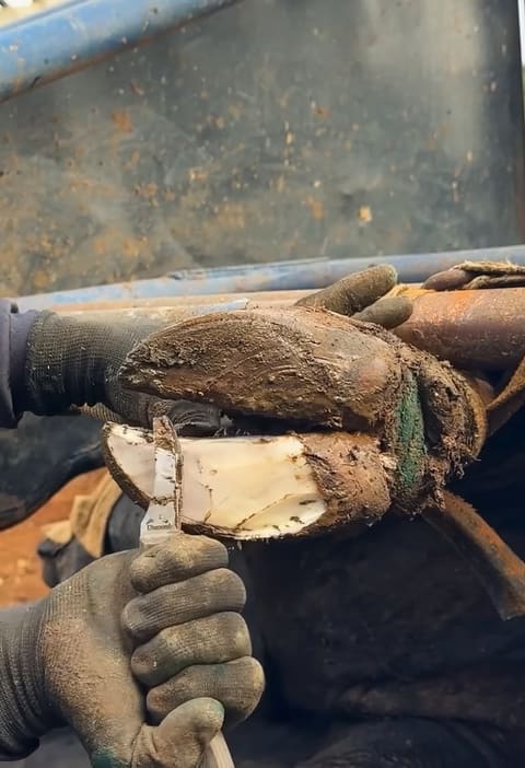Rineta Loop em uso durante o casqueamento bovino